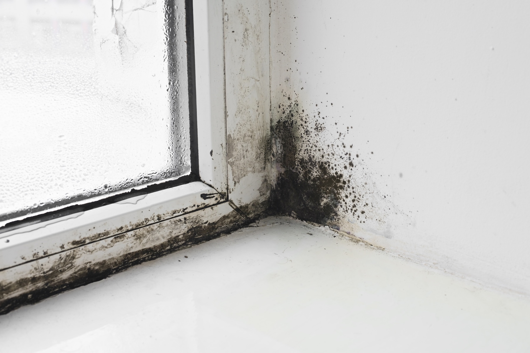 Black mold growth around a commercial window in Salt Lake City