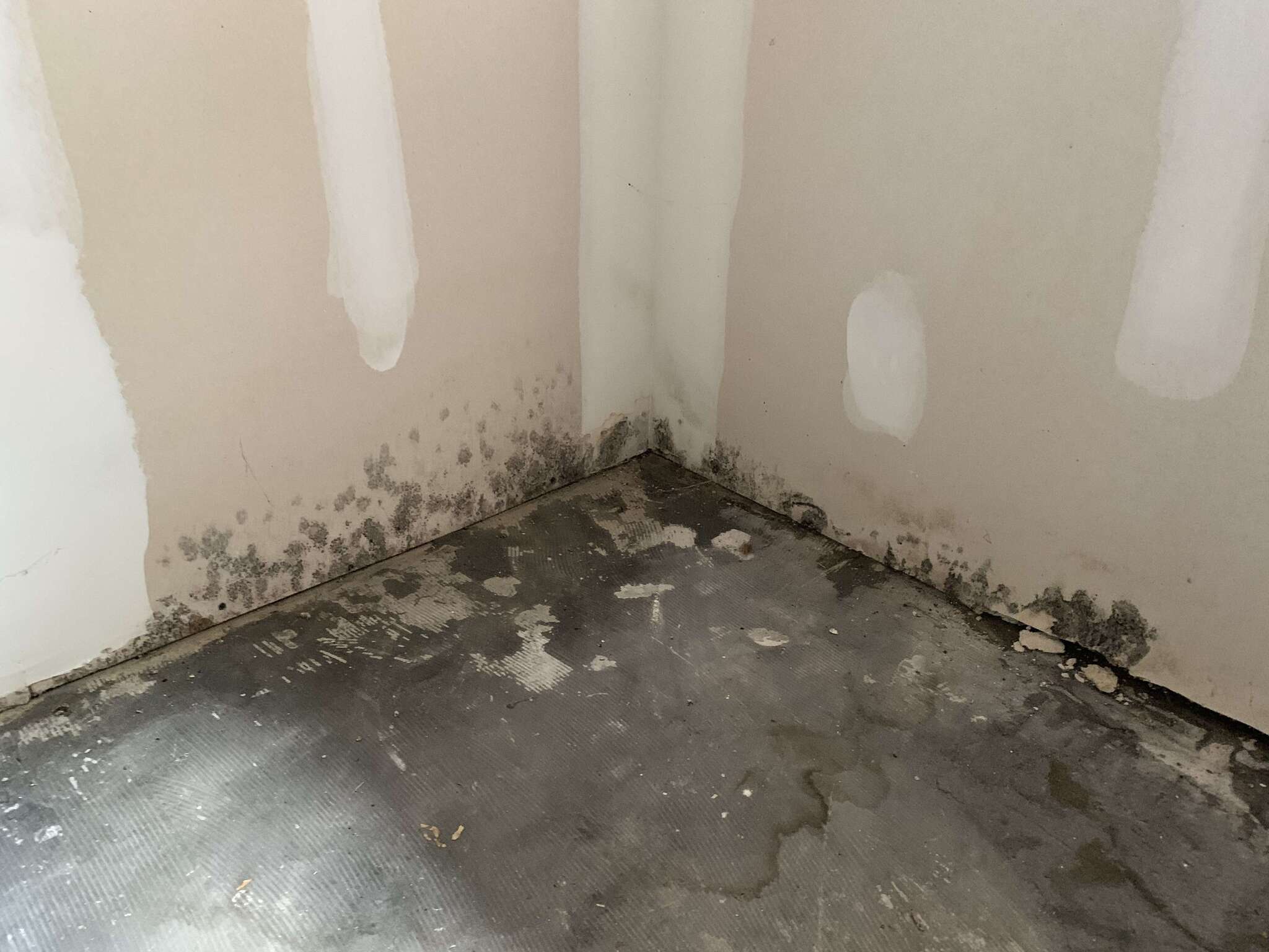 Mold growth on wall and floor corner in a Salt Lake City home